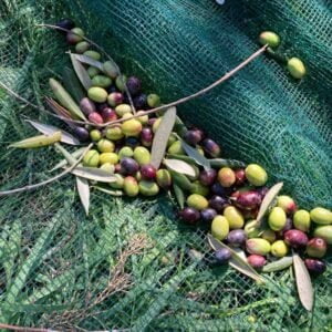 Ubaldo prunes an olive tree