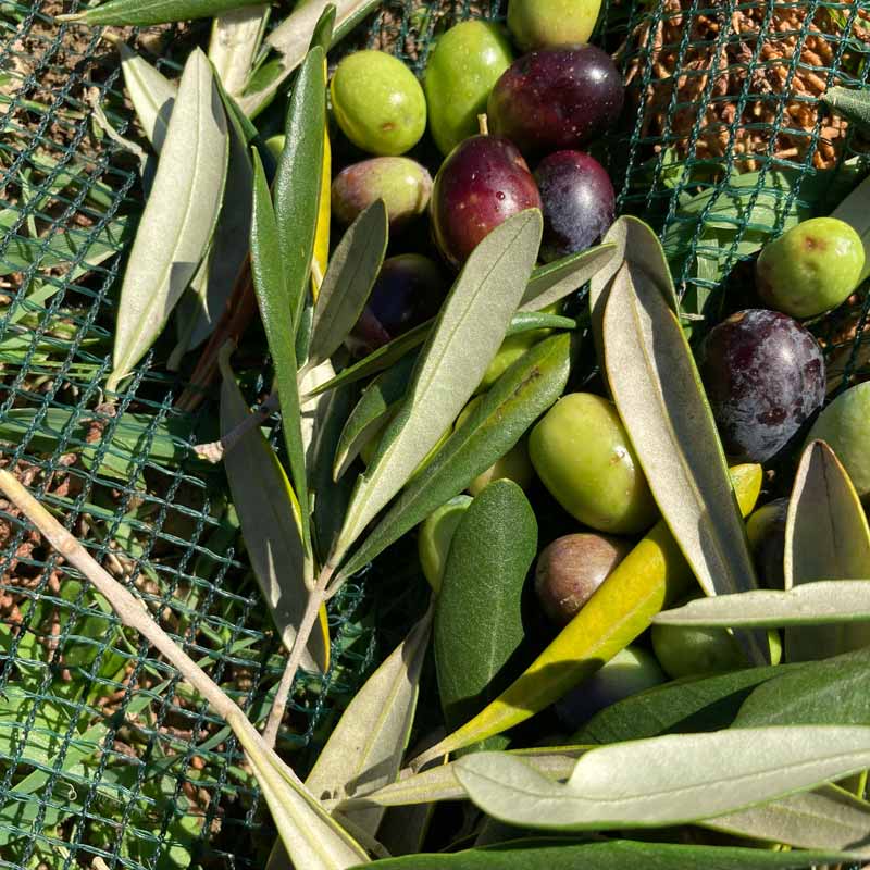 Forma e colore Taggiasca Olive