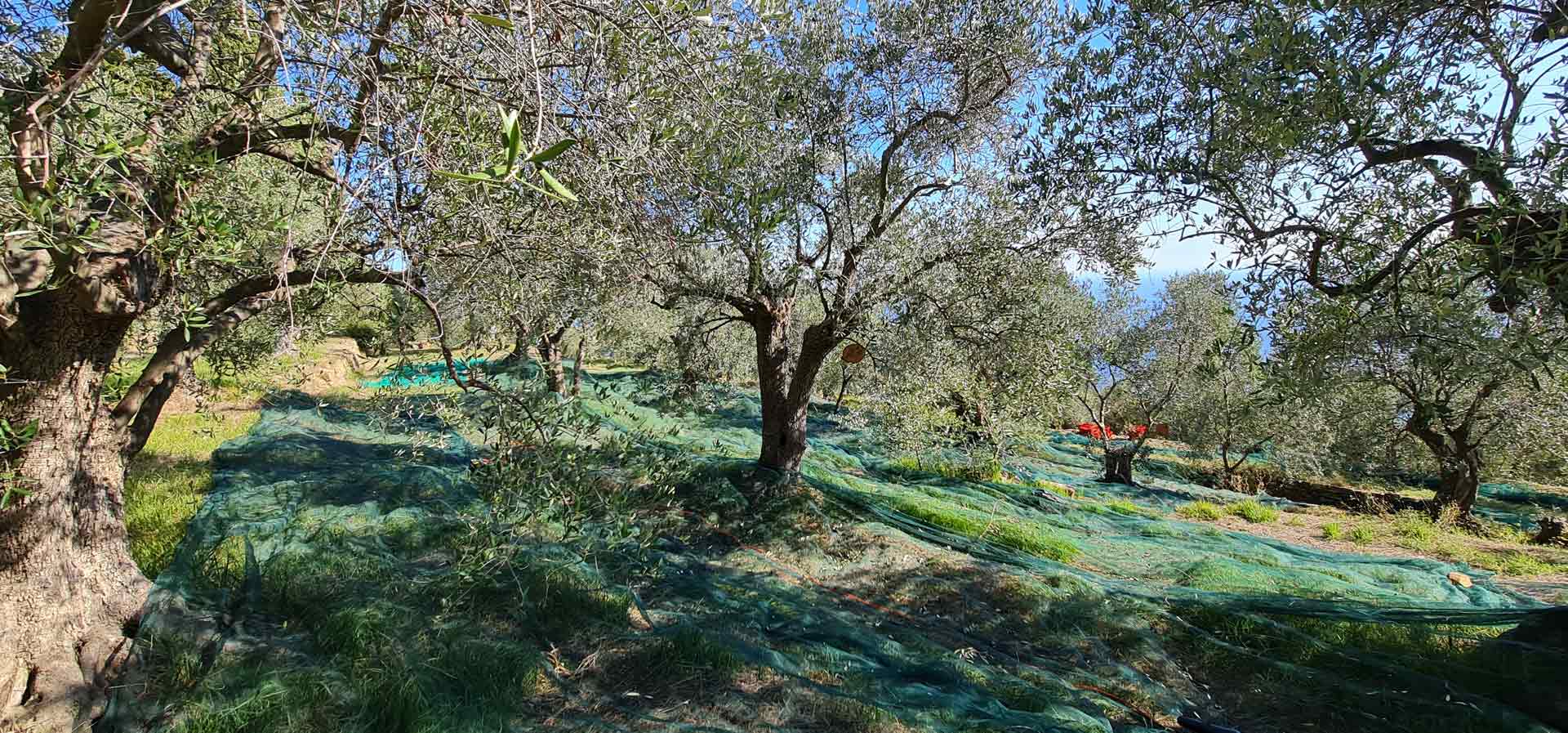 2021 ernte bio olivenbaum italien