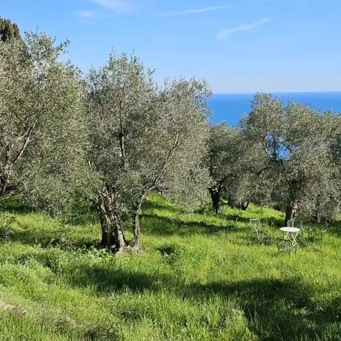 Olivenbaum Patenschaft