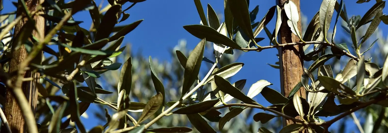 Récolte des olives 2025 – oliveraie pendant la saison de récolte en Méditerranée