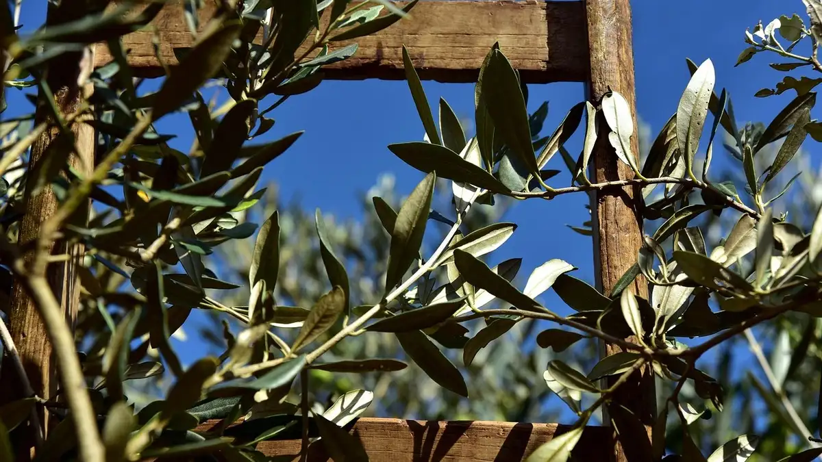 Olive harvest 2025 in Italy – traditional olive groves in Apulia