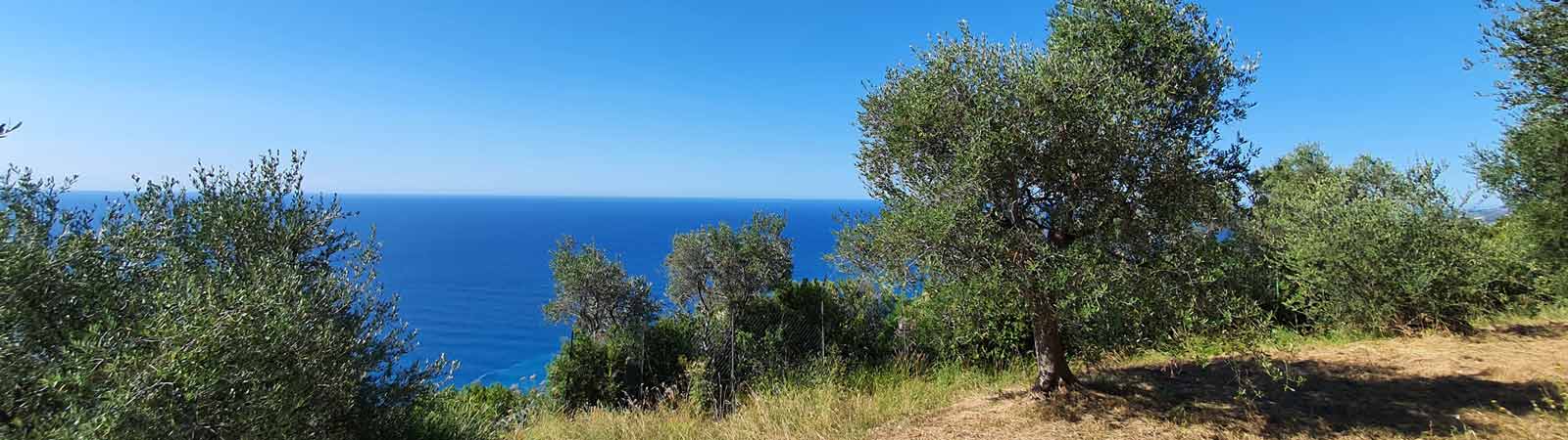 Alles über Olivenbäume