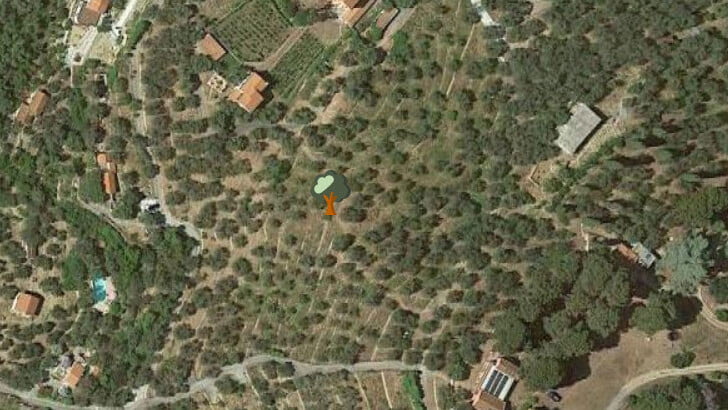 Erklärung Olivenbaum Patenschaft Google Map