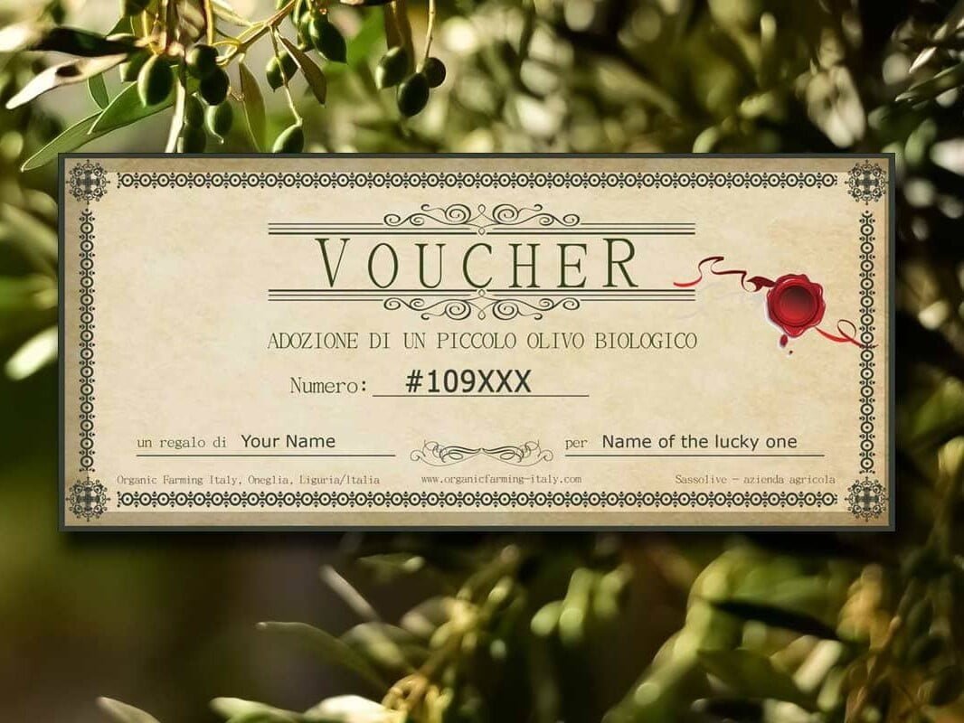 Voucher sponsorship organic olive tree small