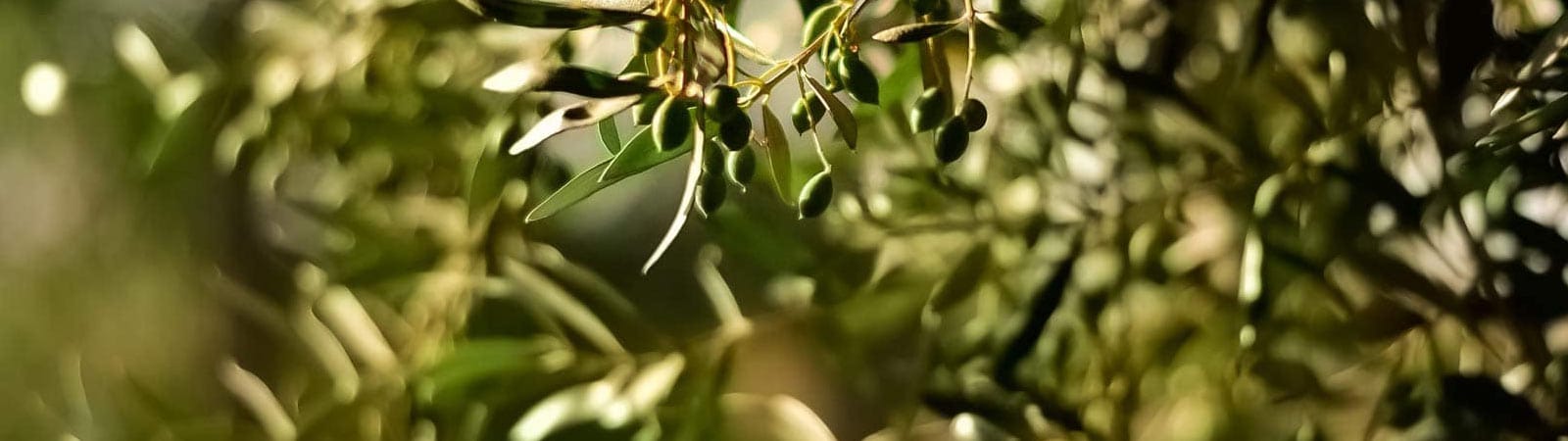 Hilfsfonds für Bio-Olivenbauern in Italien