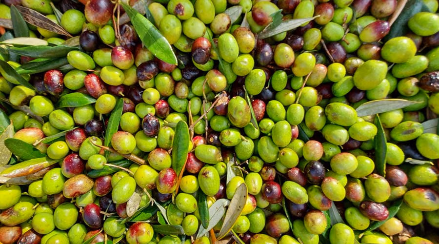 Taggiasca Olive