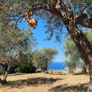 Olivenbaum adoptieren in Italien