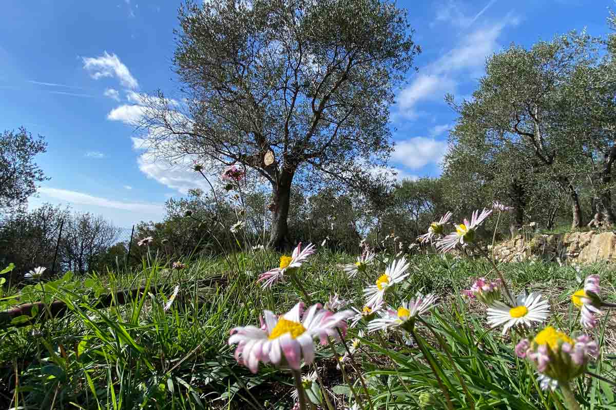 Parrainage d'un olivier Fleurs