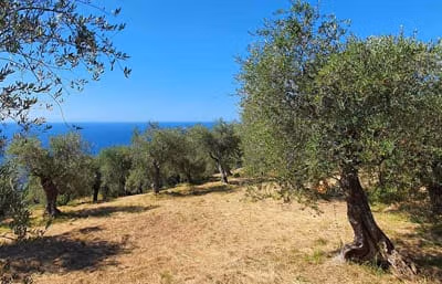 Organic Farming Italy