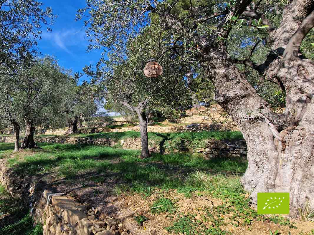 Patenschaft eines Olivenbaumes