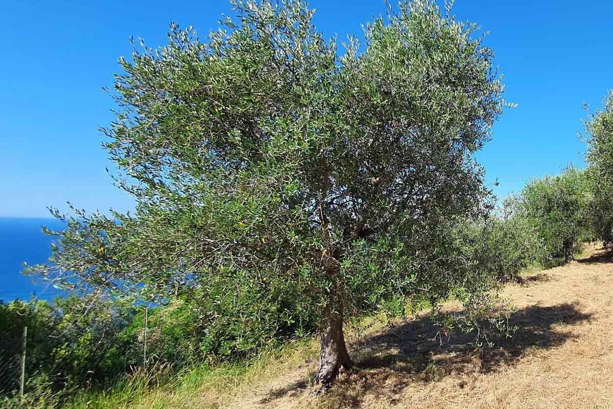 Mehrjährige Verlängerung Patenschaft Olivenbaum