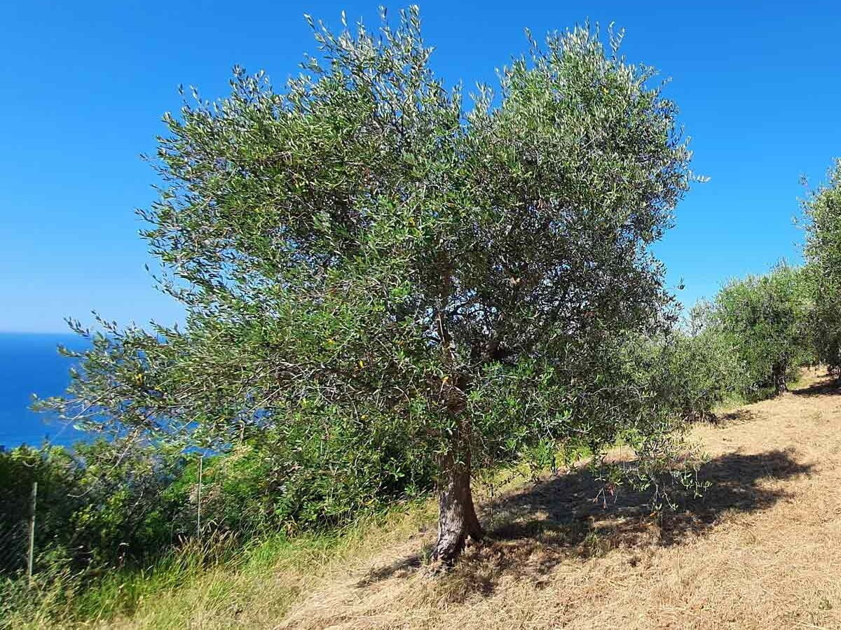 Mehrjährige Verlängerung Patenschaft Olivenbaum