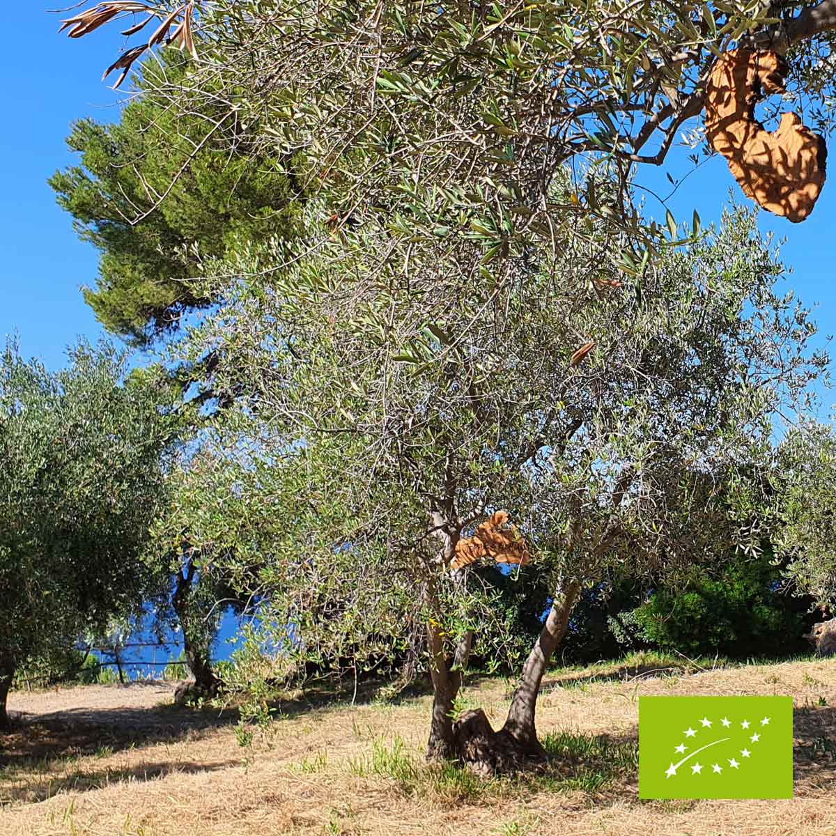 Segni di legno - Adotta un ulivo biologico in Italia