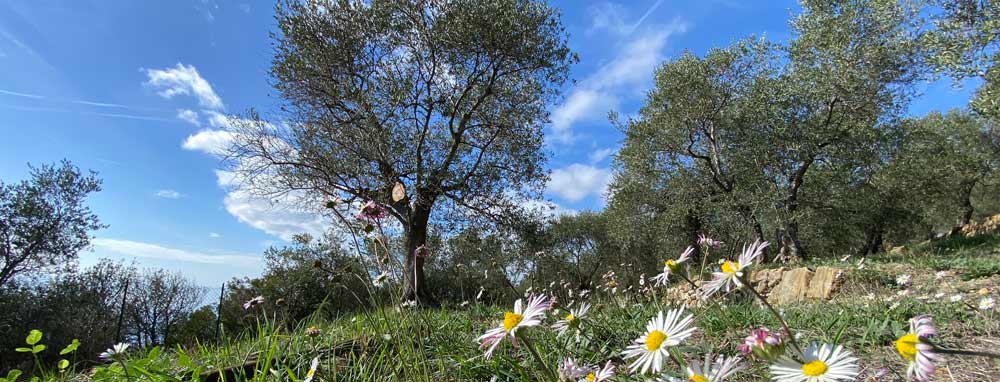 Alles über Olivenbäume Blumen