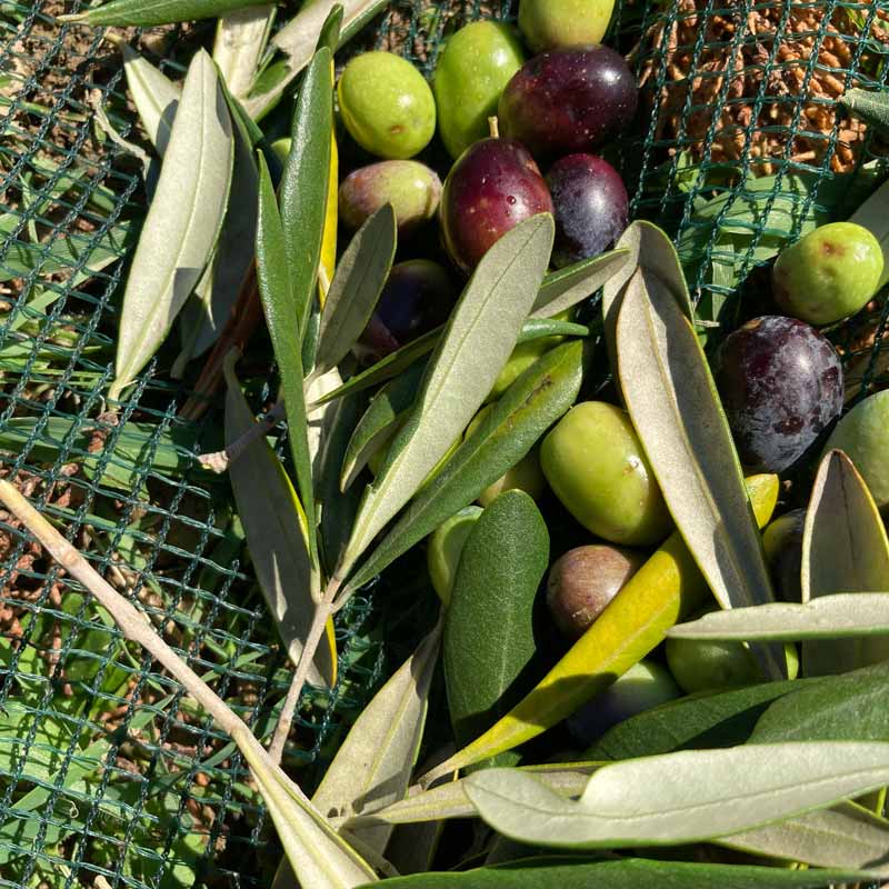 Tout sur les oliviers Variétés d'olives