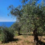 All about olive trees Botany