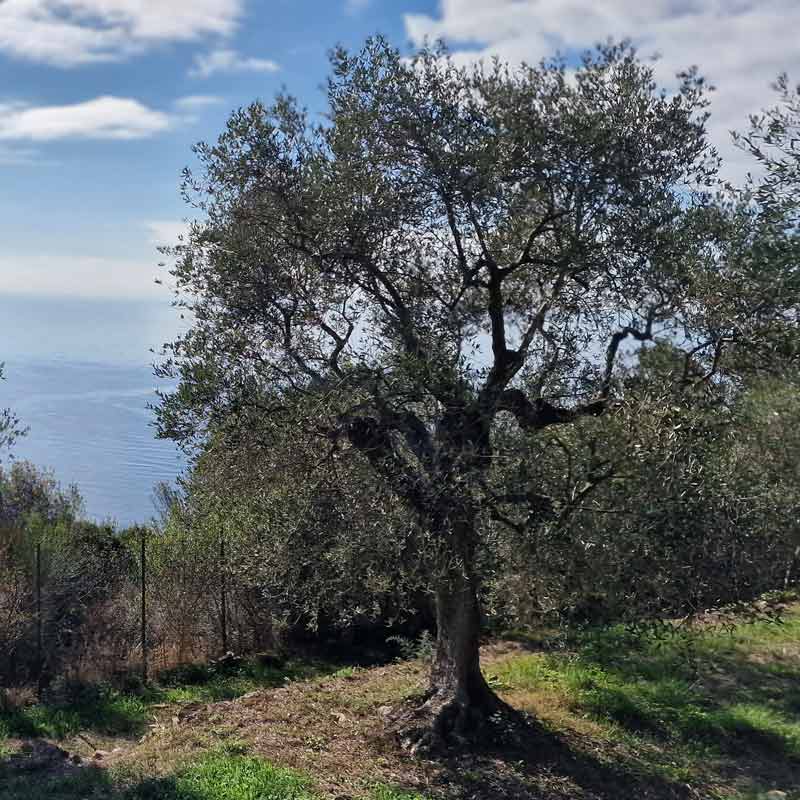 Alles über Olivenbäume Herausforderung