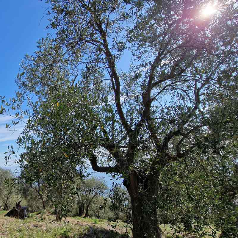 Tutto sugli olivi Significato