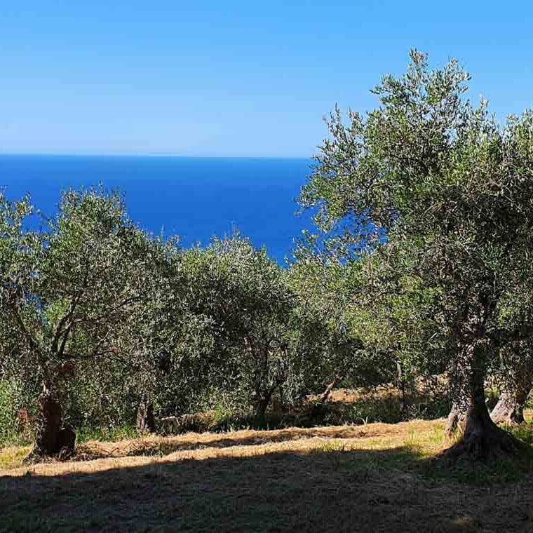 Alles über Olivenbäume Titel