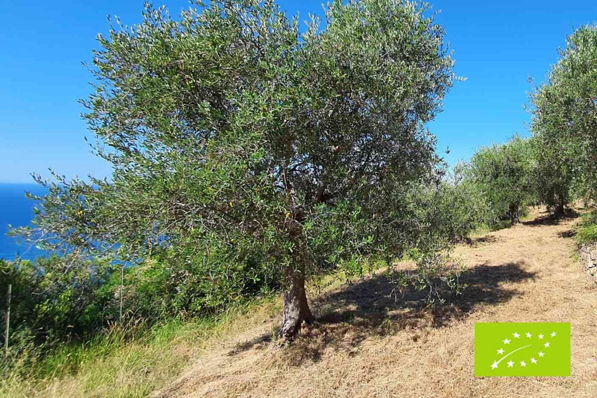 Olivenbaum Patenschaft Verlängerung