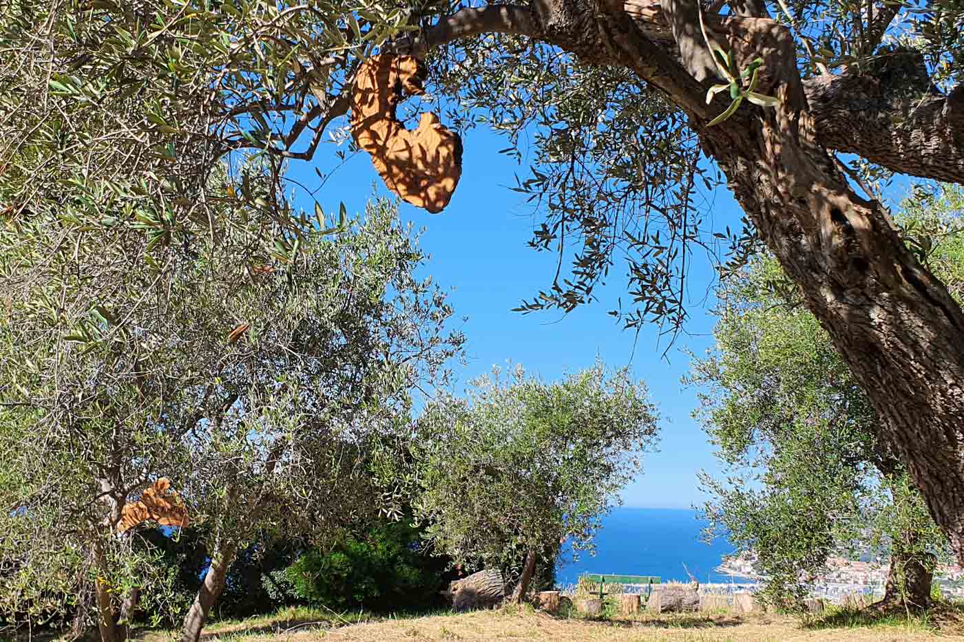 Olivenbaum adoptieren Schild am Baum