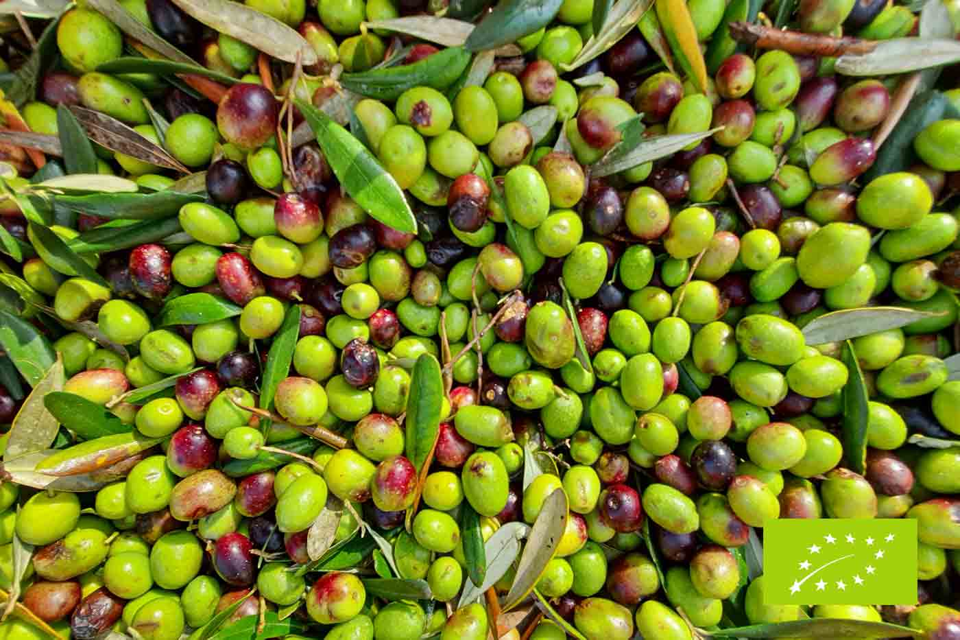 Olivenbaum adoptieren Taggiasca Oliven