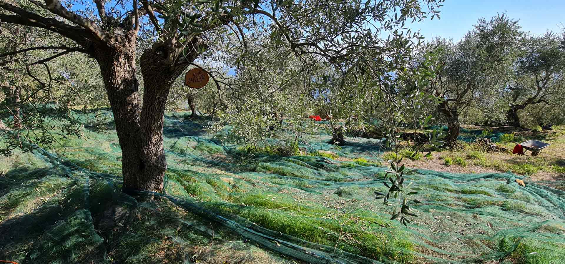 bio olivenbaum adoption 2021