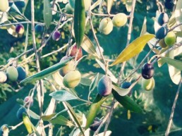L'ulivo pruning è un'arte
