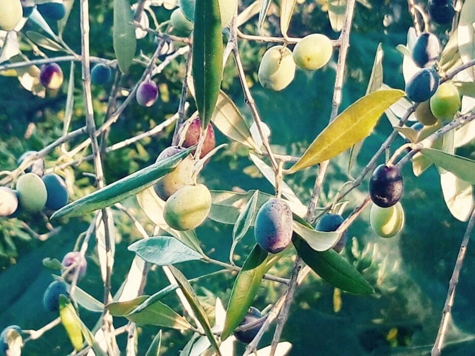 Olivenbaum beschneiden ist eine Kunst