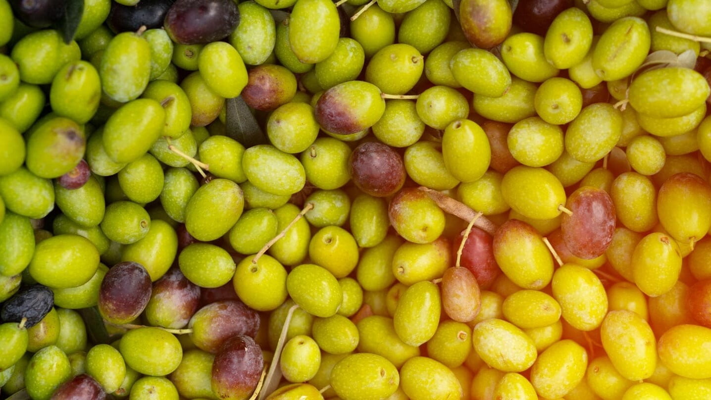 Olivenernte 2020