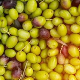 Olive harvest 2020 fresh Taggiasca