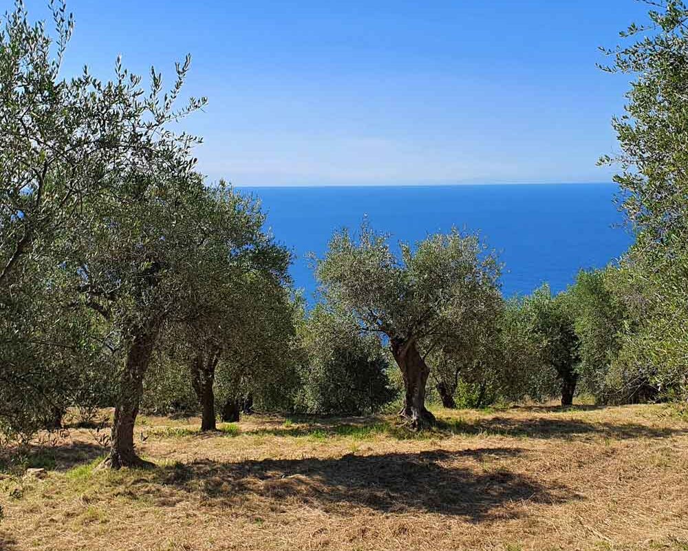 Adopt olive tree