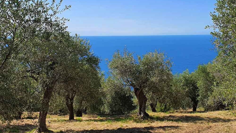 Adopt olive tree