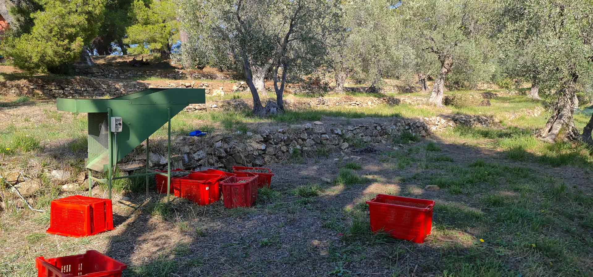 olivenbaum adoptieren 2021