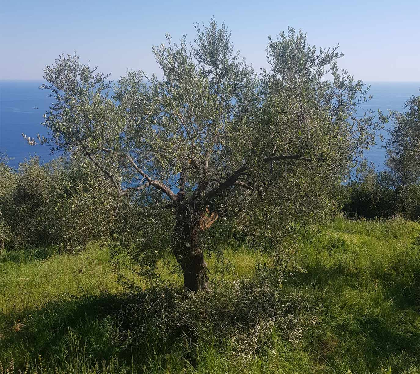 Olivenbaum beschneiden nachher