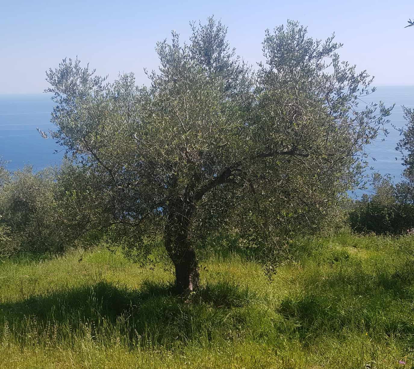 Olivenbaum beschneiden vorher
