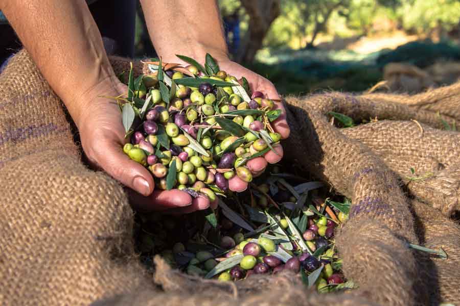 Organic Farming Italy Oliven Ernte