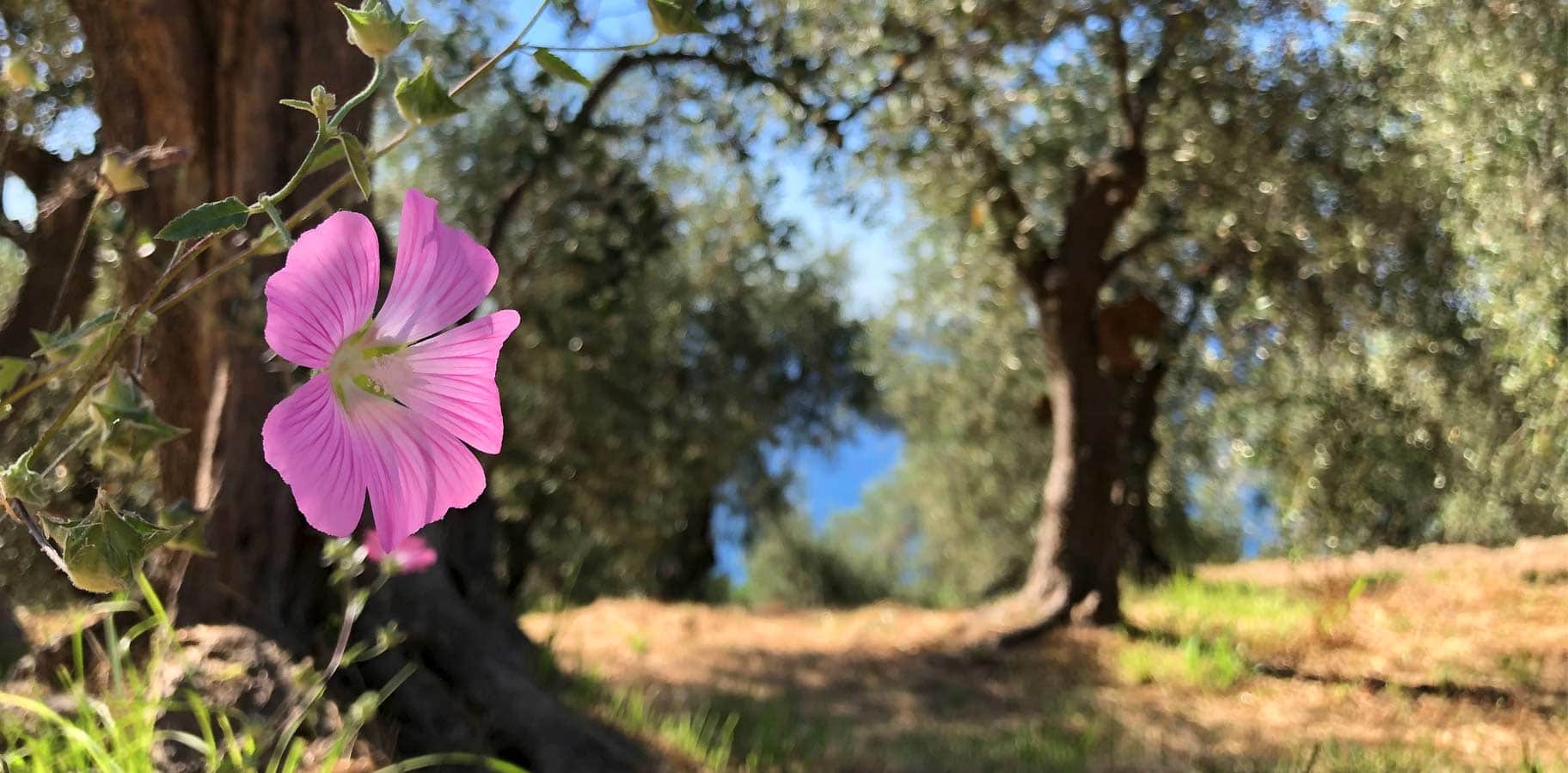 olivenbaum patenschaft italien 2021 organic farming