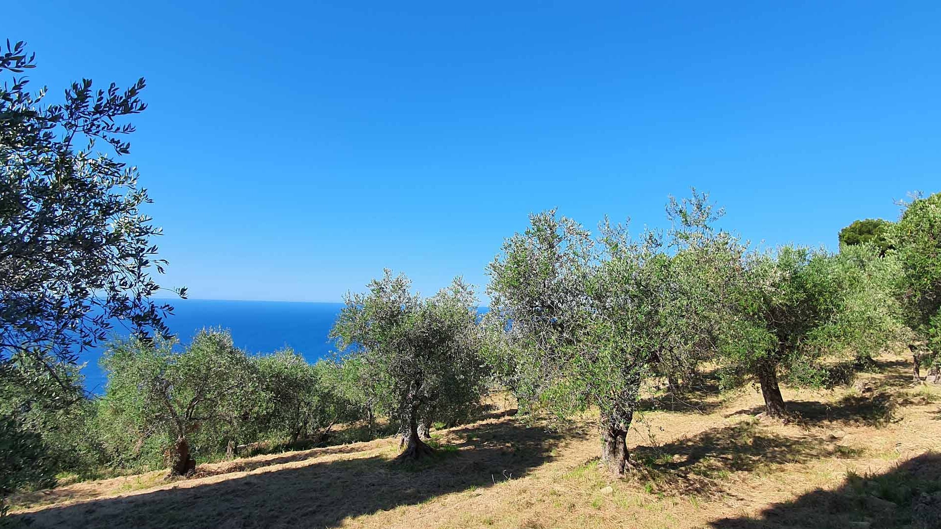 olivenbaum patenschaft italien titel uai