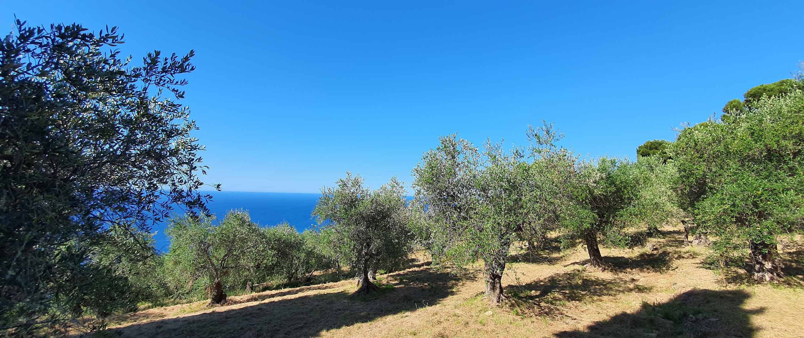 olivenbaum patenschaft italien titel