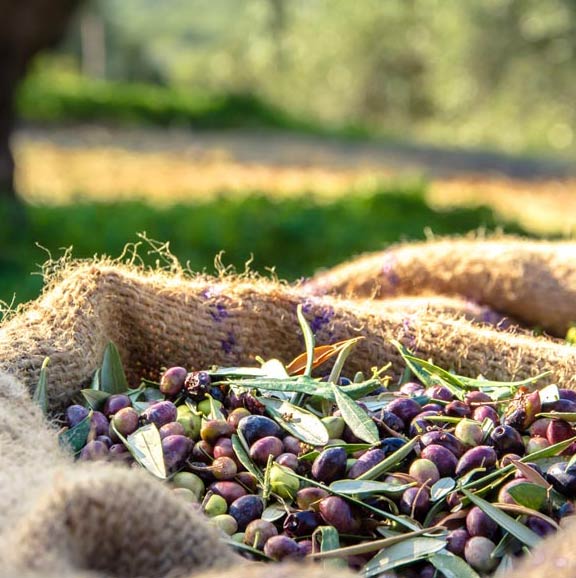 organic farming italy olivenernte