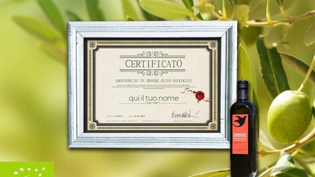 special gift sponsorship olive tree
