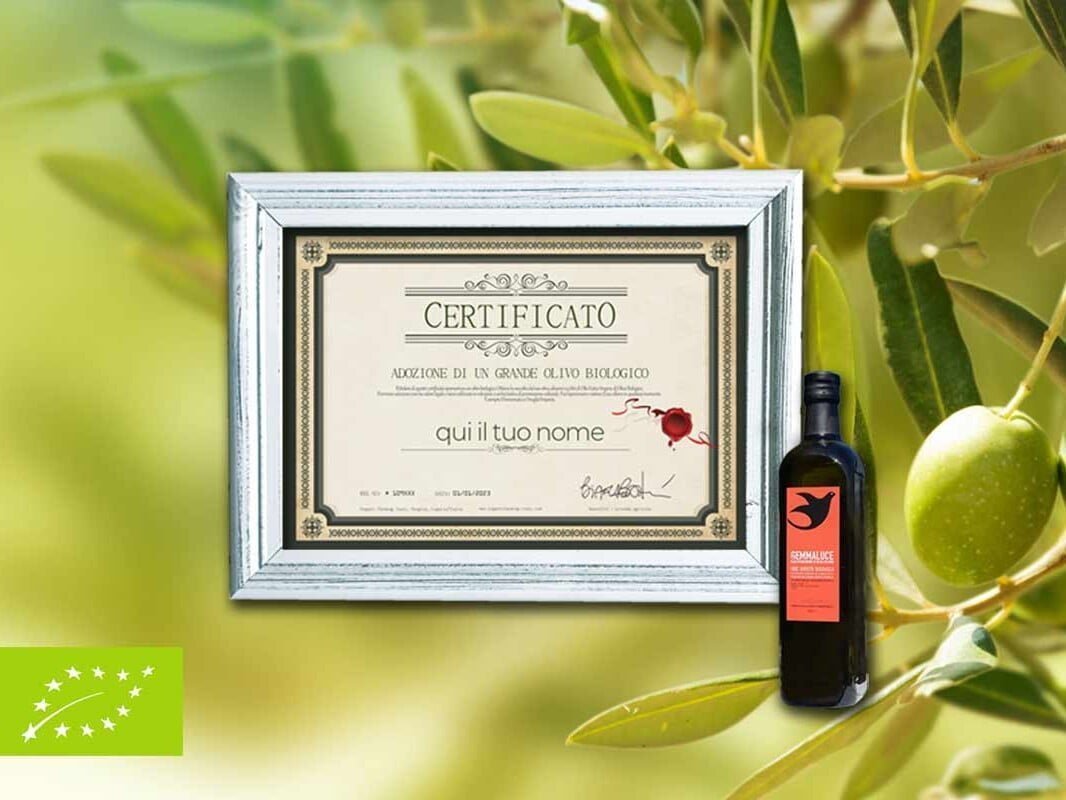 special gift sponsorship olive tree
