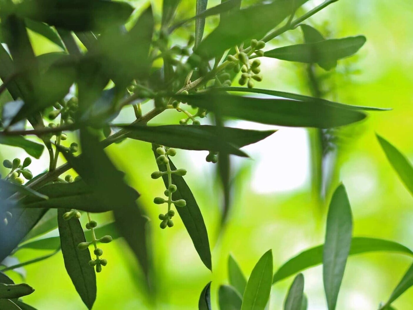 patenschaft bio olivenbaum italien olivenblueten scaled 1 uai
