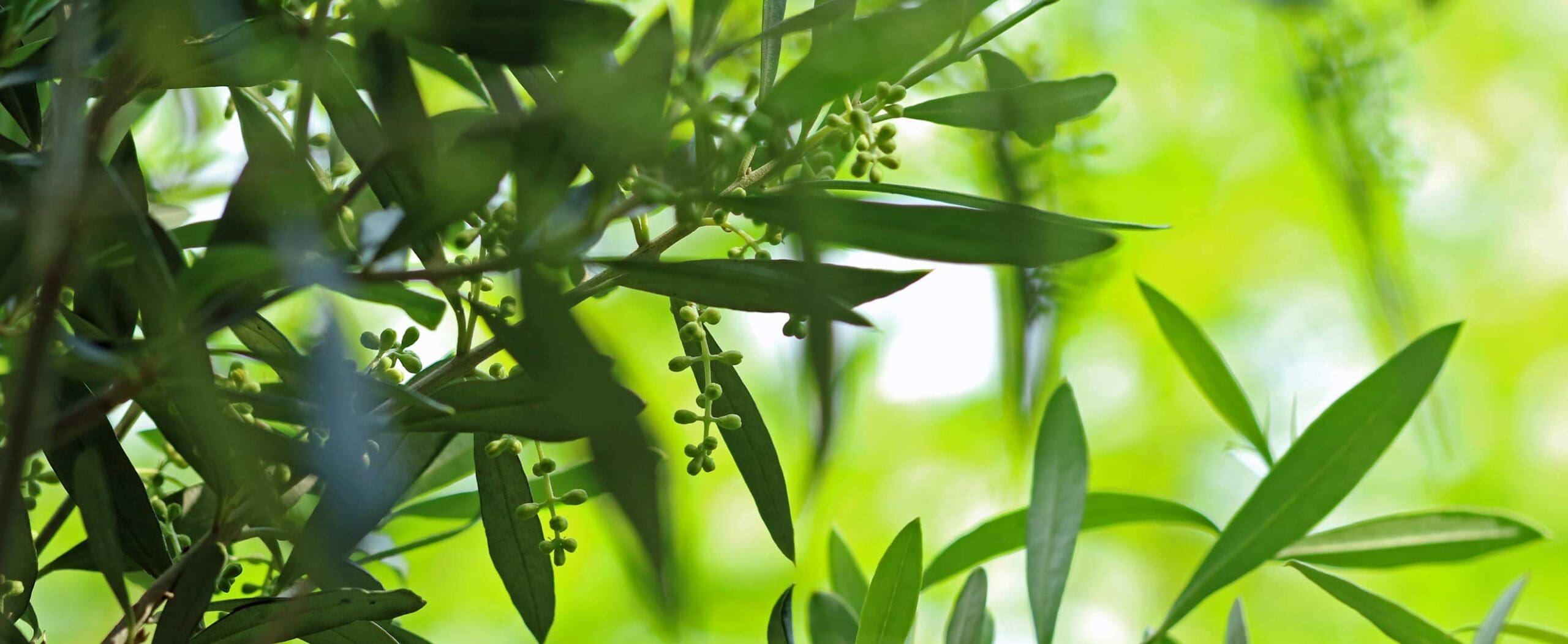 patenschaft bio olivenbaum italien olivenblueten scaled 1