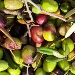 Taggiasca Olive, forme et couleur